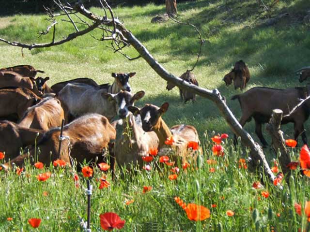 La Chèvrerie des Felges Location Yourte Lozère